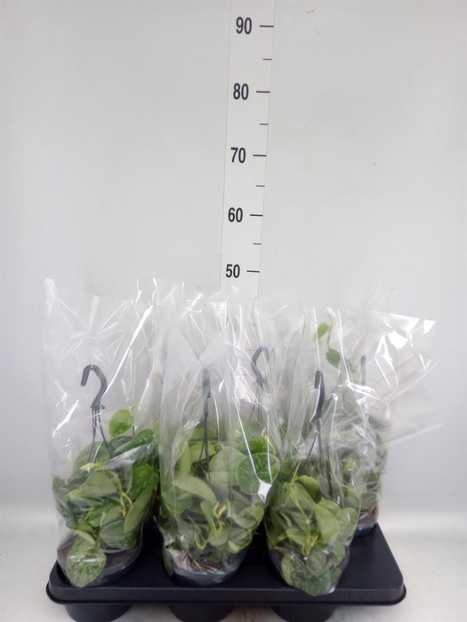 <h4>Scindapsus pictus 'Silvery Ann'</h4>