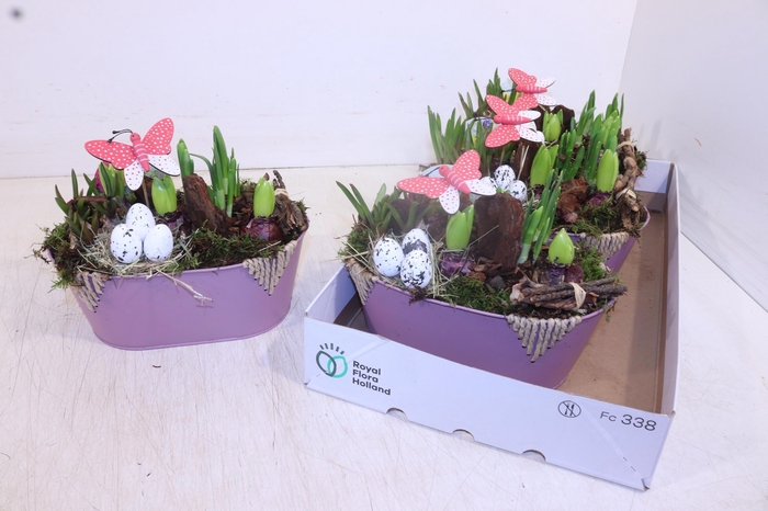 <h4>ARR BOL KNOLGEWAS</h4>