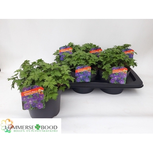 GERAN JOHNSON'S BLUE