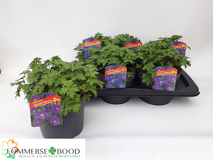 <h4>GERAN JOHNSON'S BLUE</h4>