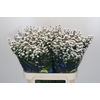 Aster White Gypsy