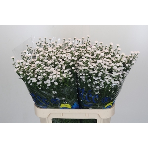 Aster White Gypsy
