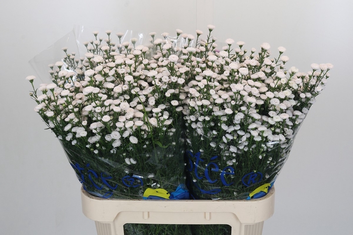<h4>Aster White Gypsy</h4>