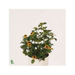 SANV PROCUMBENS