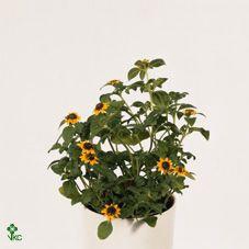 <h4>SANV PROCUMBENS</h4>