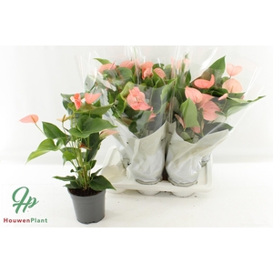 ANTHU FL FESTIVO LUX