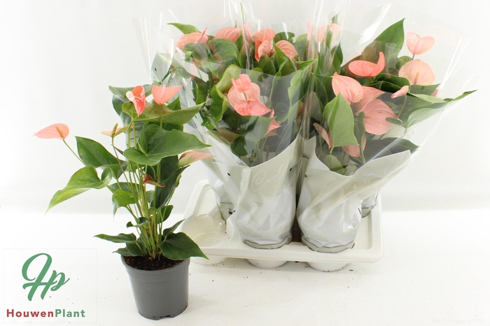 <h4>ANTHU FL FESTIVO LUX</h4>