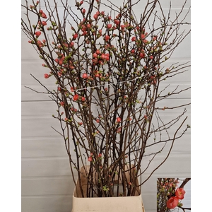 CHAENOMELES JAPONICA