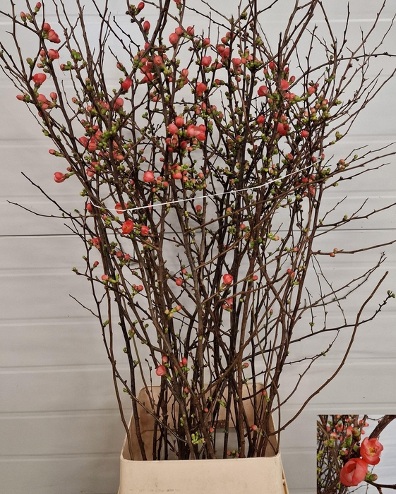 <h4>CHAENOMELES JAPONICA</h4>