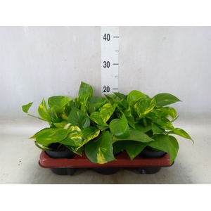 Epipremnum pinn. 'Aureum'
