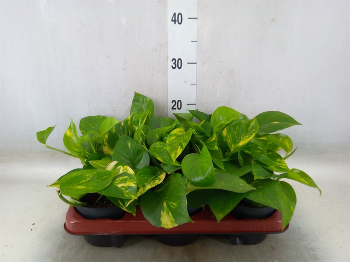 <h4>Epipremnum pinn. 'Aureum'</h4>