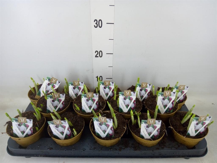 <h4>Galanthus nivalis   ...in pot</h4>