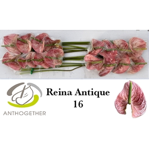 ANTH A REINA ANTIQUE 16