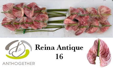 <h4>ANTH A REINA ANTIQUE 16</h4>