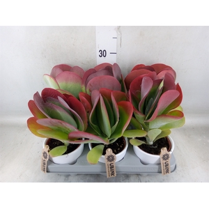 Kalanchoe NF thyrsiflora 'Red Lips'