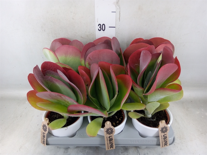 <h4>Kalanchoe NF thyrsiflora 'Red Lips'</h4>