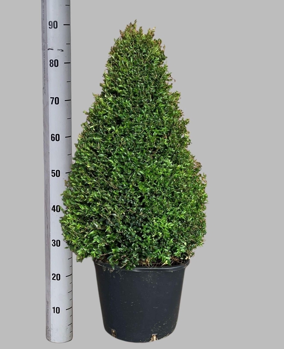 <h4>LON S NI ELEGANT</h4>