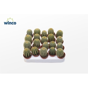 Notocactus Schumanianum