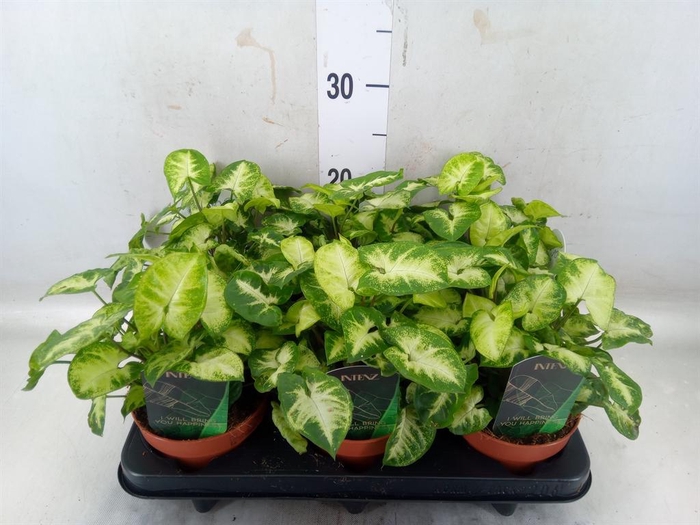 <h4>Syngonium  'Pixie'</h4>