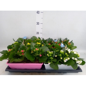 Kalanchoe blos.   ..EN mix