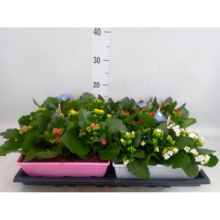 <h4>Kalanchoe blos.   ..EN mix</h4>