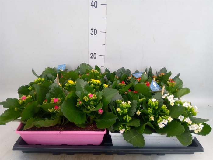 Kalanchoe blos.   ..EN mix