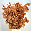 Faggio Preserved Orange (beech,beuk)
