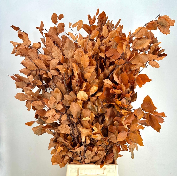 Faggio Preserved Orange (beech,beuk)