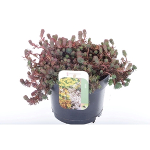 Sedum forsterianum Oracle