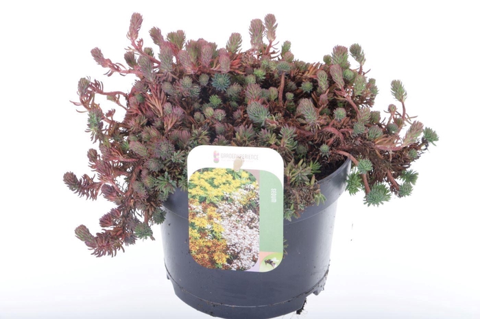 <h4>Sedum forsterianum Oracle</h4>