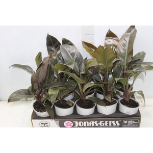 PHILODENDRON RED DIAMOND P12