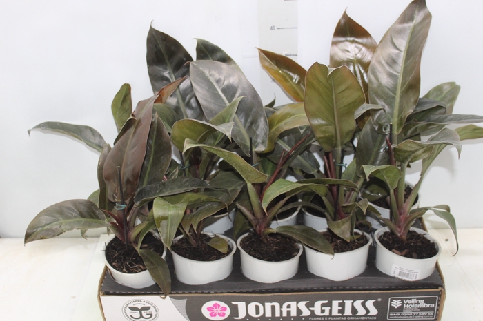 PHILODENDRON RED DIAMOND P12