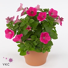 Petunia  'Potunia Piccola Hot Pink'