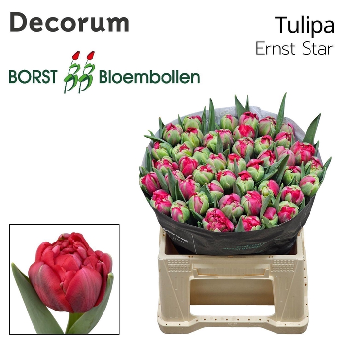 <h4>TU DU Ernst Star</h4>