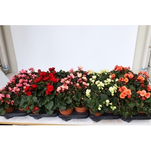 Begonia 'Garden Glory' mixlaag