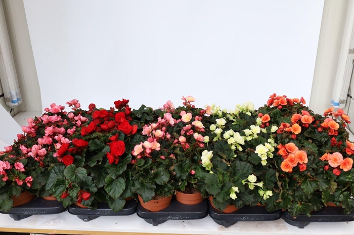 <h4>Begonia 'Garden Glory' mixlaag</h4>