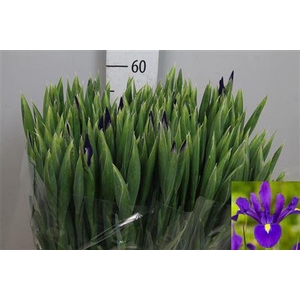 Iris Hong Kong