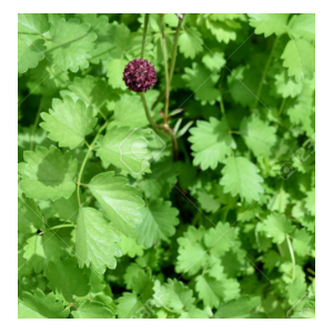 Sanguisorba autre