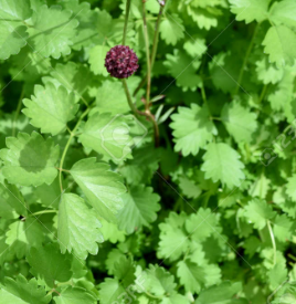 <h4>Sanguisorba autre</h4>