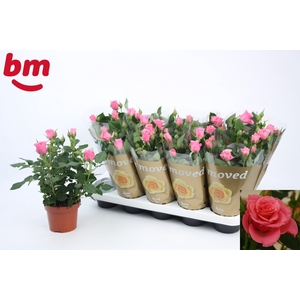 RO D PINK B MONDE