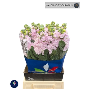 MATTH IRON CHERRY BL
