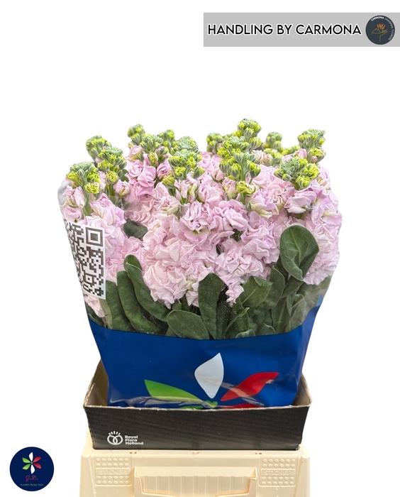 <h4>MATTH IRON CHERRY BL</h4>