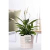 Spathiphyllum in P&PURE Tirza ceramics