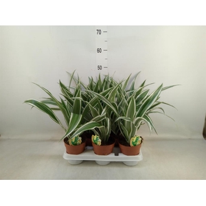 Dracaena fr de 'White Stripe'