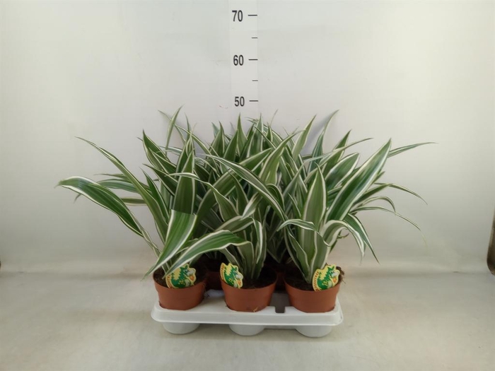 <h4>Dracaena fr de 'White Stripe'</h4>