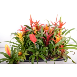 BROMELIA GEM 15 SRT