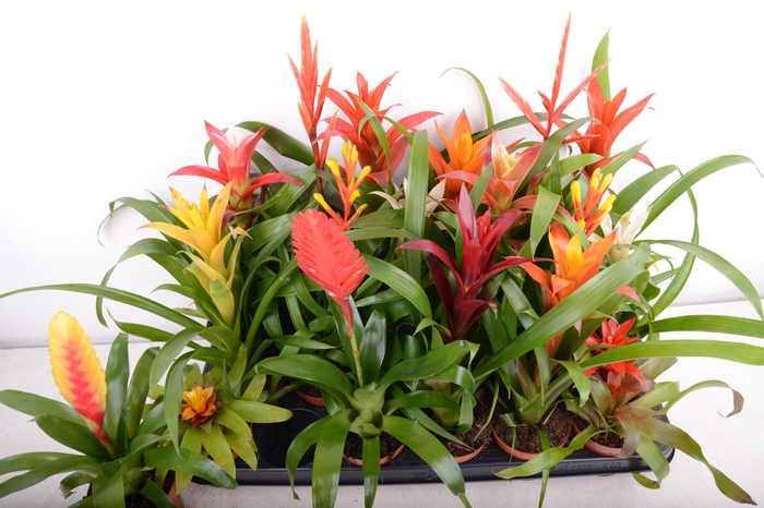 BROMELIA GEM 15 SRT