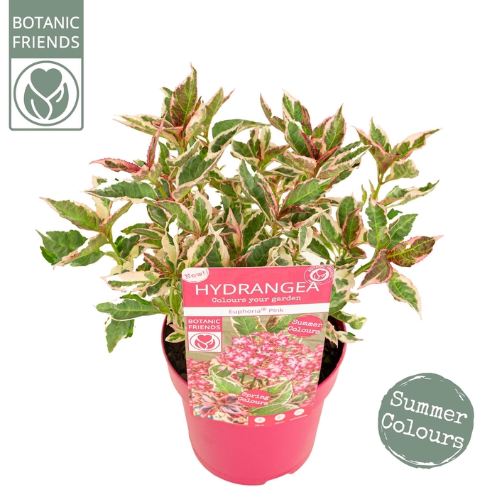 <h4>Hydrangea serrata Euphoria 'Pink'</h4>