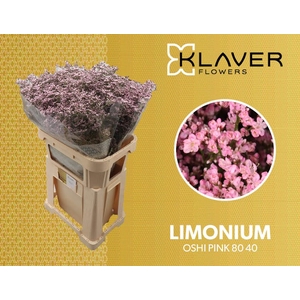 Limonium Safora Oshi Pink Klaver