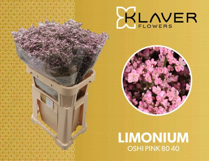 <h4>Limonium Safora Oshi Pink Klaver</h4>